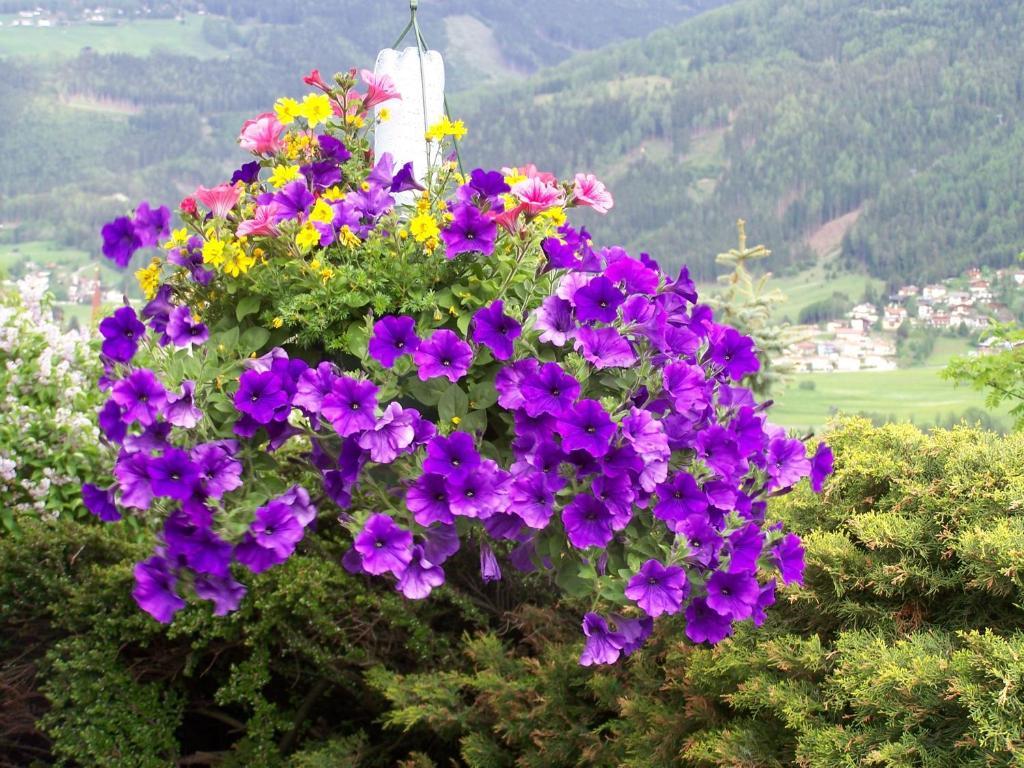 Haus Leitgeb Appartement Telfes im Stubai Buitenkant foto